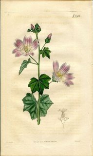 1821ǯ Curtis Botanical Magazine No.2269  ϥʥ° LAVATERA PLEBEIA