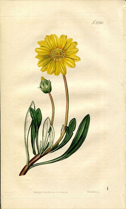 1821年 Curtis Botanical Magazine No.2270 キク科 ガザニア属 GAZANIA 