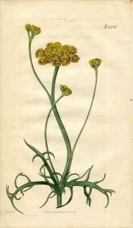 1821ǯ Curtis Botanical Magazine No.2276  ʥ° ATHANASIA ANNUA