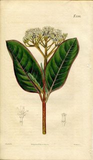 1822ǯ Curtis Botanical Magazine No.2281 ץ ޥ° VIBURNUM NUDUM