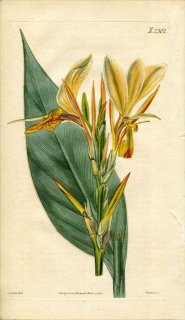 1822年 Curtis Botanical Magazine No.2302 カンナ科 カンナ属 CANNA GLAUCA
