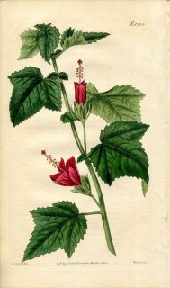 1822ǯ Curtis Botanical Magazine No.2305  ACHANIA MALVAVISCUS
