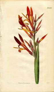 1822ǯ Curtis Botanical Magazine No.2317 ʲ ° CANNA SPECIOSA