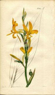 1822年 Curtis Botanical Magazine No.2323 カンナ科 カンナ属 CANNA PEDUNCULATA