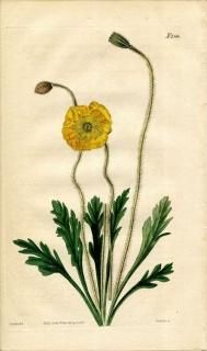 1822ǯ Curtis Botanical Magazine No.2344  ° ٥ꥢҥʥ PAPAVER NUDICAULE