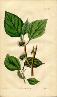 1822ǯ Curtis Botanical Magazine No.2358  ° Υ BROUSSONETIA PAPYRIFERA
