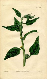 1822年 Curtis Botanical Magazine No.2362 ハマミズナ科 ツルナ TETRAGONIA EXPANSA