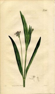 1822年 Curtis Botanical Magazine No.2367 キツネノマゴ科 キツネノマゴ属 JUSTICIA PEDUNCULOSA
