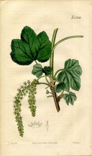 1822ǯ Curtis Botanical Magazine No.2368  ° RIBES MULTIFLORUM