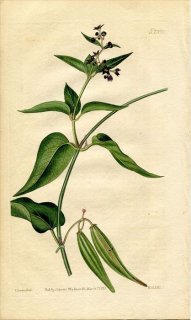 1823ǯ Curtis Botanical Magazine No.2390 祦ȥ ° CYNANCHUM NIGRUM