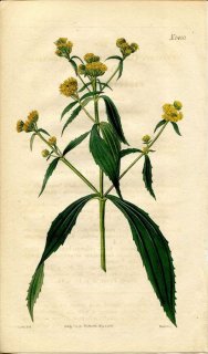 1823ǯ Curtis Botanical Magazine No.2400  ե٥ꥢ° FLAVERIA CONTRAYERBA
