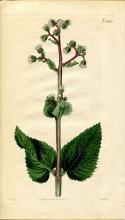 1823ǯ Curtis Botanical Magazine No.2410  å° AGERATUM STRICTUM