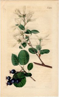 1823ǯ Curtis Botanical Magazine No.2430 Х ʥ° PYRUS AMELANCHIER