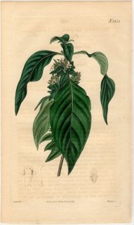 1823年 Curtis Botanical Magazine No.2433 キツネノマゴ科 PHAYLOPSIS LONGIFOLIA