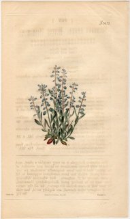 1823ǯ Curtis Botanical Magazine No.2437 ҥϥ ҥϥ° POLYGALA AMARA