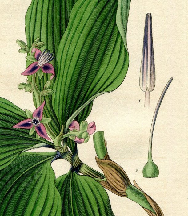 1827年 Curtis Botanical Magazine No.2721 ツユクサ科 ディコリサンドラ属 DICHORISANDRA  OXYPETALA - アンティークプリント ボタニカルアート 博物画の通販サイト Spirito di Artigiano