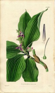 1827ǯ Curtis Botanical Magazine No.2721 ĥ楯 ǥꥵɥ° DICHORISANDRA OXYPETALA
