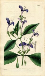 1827年 Curtis Botanical Magazine No.2722 キツネノマゴ科 ハグロソウ属 JUSTICIA SPECIOSA