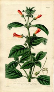 1827ǯ Curtis Botanical Magazine No.2725 勵Х ˥󥮥° GESNERIA AGGREGATA
