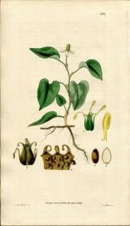 1827ǯ Curtis Botanical Magazine No.2731 ɥ߲ ɥ° ɥ HOUTTUYNIA CORDATA