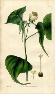 1828ǯ Curtis Botanical Magazine No.2821  ° SIDA GLOBIFLORA