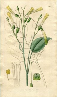 1828ǯ Curtis Botanical Magazine No.2837 ʥ Х° Х NICOTIANA GLAUCA