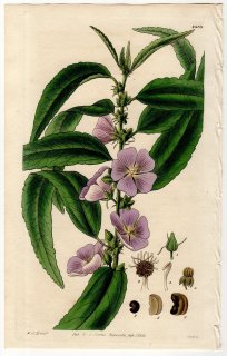 1828ǯ Curtis Botanical Magazine No.2839  ե륱° MALVA ANGUSTIFOLIA