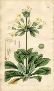 1828ǯ Curtis Botanical Magazine No.2842 饽 饽° PRIMULA VERTICILLATA