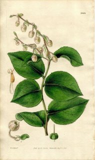 1828ǯ Curtis Botanical Magazine No.2843 ĥĥ 饿ޥΥ° ꡼ GAULTHERIA SHALLON