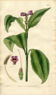 1828年 Curtis Botanical Magazine No.2845 キツネノマゴ科 フロガカンツス属 JUSTICIA QUADRANGULARIS