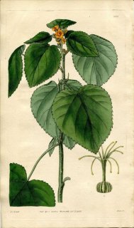 1828ǯ Curtis Botanical Magazine No.2857  󥴥° SIDA SESSILIFLORA