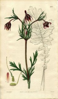 1828ǯ Curtis Botanical Magazine No.2858 Х 󥽥° SIEVERSIA TRIFLORA