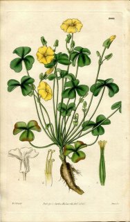1828ǯ Curtis Botanical Magazine No.2866 Х߲ Х° OXALIS CARNOSA