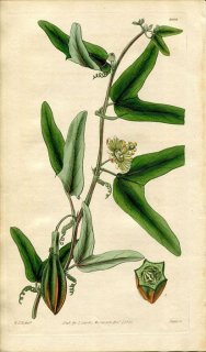 1828ǯ Curtis Botanical Magazine No.2868 ȥ ȥ° PASSIFLORA CAPSULARIS