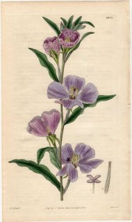 1828ǯ Curtis Botanical Magazine No.2873 Хʲ 󥸥° OENOTHERA VIMINEA