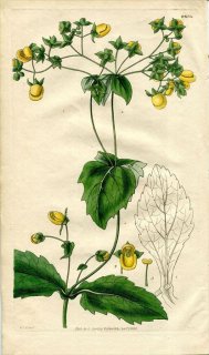 1829ǯ Curtis Botanical Magazine No.2876 륻ꥢ 㥯° CALCEOLARIA CONNATA