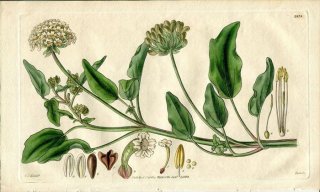1829ǯ Curtis Botanical Magazine No.2879 Хʲ ֥˥° ABRONIA MELLIFERA