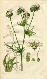 1829ǯ Curtis Botanical Magazine No.2880 Х ۥ륱ꥢ° HORKELIA CONGESTA