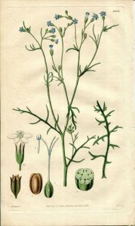 1829ǯ Curtis Botanical Magazine No.2883 ϥʥΥֲ ꥢ° GILIA INCONSPICUA