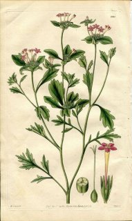 1829ǯ Curtis Botanical Magazine No.2895 ϥʥΥֲ ߥ° COLLOMIA HETEROPHYLLA