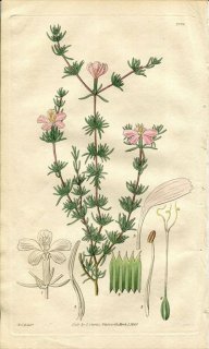 1829ǯ Curtis Botanical Magazine No.2896 ե󥱥˥ FRANKENIA PAUCIFLORA