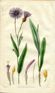 1829ǯ Curtis Botanical Magazine No.2904  ݥɥԥ° PODOLEPIS GRACILIS