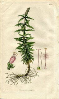 1829ǯ Curtis Botanical Magazine No.2907  ϥå° MENTHA VERTICILLATA