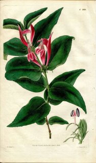 1829ǯ Curtis Botanical Magazine No.2914 ĥͥΥޥ ĥͥΥޥ° JUSTICIA NODOSA