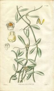 1829ǯ Curtis Botanical Magazine No.2916 祦ȥ ǥǥ° DISCHIDIA BENGHALENSIS