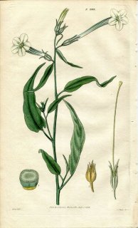 1829ǯ Curtis Botanical Magazine No.2919 ʥ Х° NICOTIANA ACUMINATA