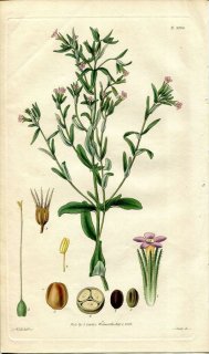 1829ǯ Curtis Botanical Magazine No.2924 ϥʥΥֲ GILLIA GACILIS
