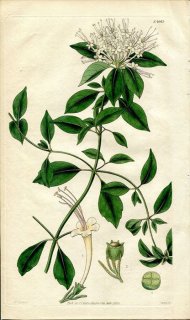 1829ǯ Curtis Botanical Magazine No.2925  ° CLERODENDRON EMIRNENSE