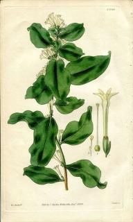 1829ǯ Curtis Botanical Magazine No.2929 ʥ ȥ° CESTRUM ALATERNOIDES