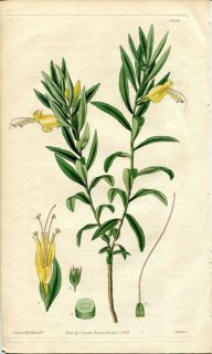 1829ǯ Curtis Botanical Magazine No.2930 ޥΥϥ STENOCHILUS VISCOSUS